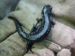 Blue Spotted Salamander 2